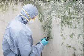 Best Mold Damage Restoration  in Raoul, GA